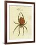 Illustration of a Spider, 1790-Jacob Xavier Schmuzer-Framed Giclee Print