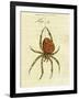 Illustration of a Spider, 1790-Jacob Xavier Schmuzer-Framed Giclee Print