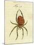 Illustration of a Spider, 1790-Jacob Xavier Schmuzer-Mounted Giclee Print