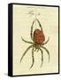 Illustration of a Spider, 1790-Jacob Xavier Schmuzer-Framed Stretched Canvas