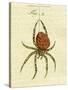 Illustration of a Spider, 1790-Jacob Xavier Schmuzer-Stretched Canvas