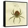 Illustration of a Spider, 1790-Jacob Xavier Schmuzer-Framed Stretched Canvas