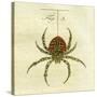 Illustration of a Spider, 1790-Jacob Xavier Schmuzer-Stretched Canvas