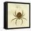 Illustration of a Spider, 1790-Jacob Xavier Schmuzer-Framed Stretched Canvas