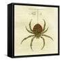 Illustration of a Spider, 1790-Jacob Xavier Schmuzer-Framed Stretched Canvas