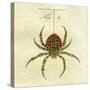 Illustration of a Spider, 1790-Jacob Xavier Schmuzer-Stretched Canvas