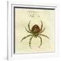 Illustration of a Spider, 1790-Jacob Xavier Schmuzer-Framed Giclee Print