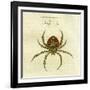 Illustration of a Spider, 1790-Jacob Xavier Schmuzer-Framed Giclee Print