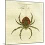 Illustration of a Spider, 1790-Jacob Xavier Schmuzer-Mounted Giclee Print