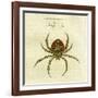 Illustration of a Spider, 1790-Jacob Xavier Schmuzer-Framed Giclee Print