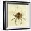 Illustration of a Spider, 1790-Jacob Xavier Schmuzer-Framed Giclee Print