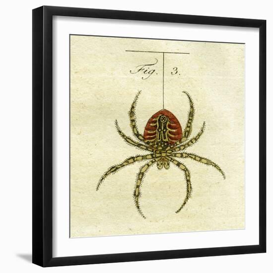 Illustration of a Spider, 1790-Jacob Xavier Schmuzer-Framed Giclee Print