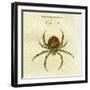 Illustration of a Spider, 1790-Jacob Xavier Schmuzer-Framed Giclee Print