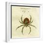 Illustration of a Spider, 1790-Jacob Xavier Schmuzer-Framed Giclee Print