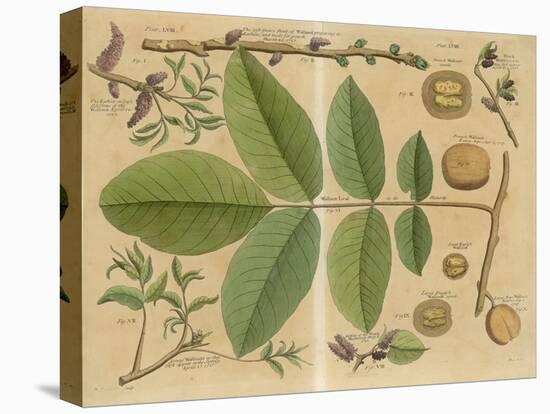 Illustration of a Walnut-null-Stretched Canvas