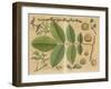 Illustration of a Walnut-null-Framed Art Print