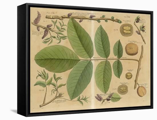 Illustration of a Walnut-null-Framed Stretched Canvas