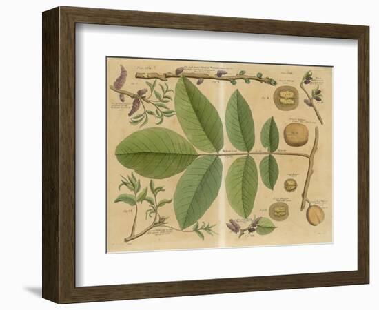 Illustration of a Walnut-null-Framed Art Print