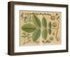 Illustration of a Walnut-null-Framed Art Print