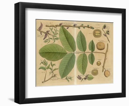 Illustration of a Walnut-null-Framed Art Print