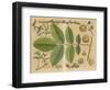 Illustration of a Walnut-null-Framed Art Print