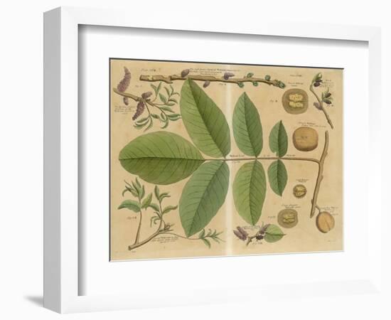 Illustration of a Walnut-null-Framed Art Print