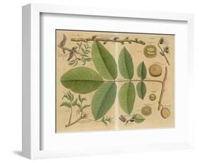 Illustration of a Walnut-null-Framed Art Print