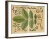 Illustration of a Walnut-null-Framed Art Print