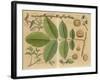 Illustration of a Walnut-null-Framed Art Print