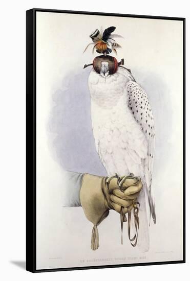 Illustration of a White Hawk-null-Framed Stretched Canvas