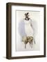 Illustration of a White Hawk-null-Framed Photographic Print