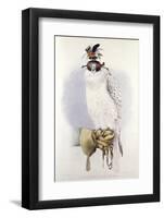 Illustration of a White Hawk-null-Framed Photographic Print