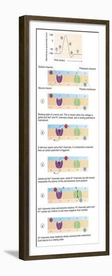 Illustration of Action Potential of a Nerve Cell-null-Framed Premium Giclee Print