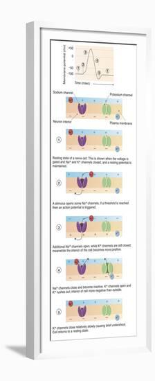 Illustration of Action Potential of a Nerve Cell-null-Framed Premium Giclee Print