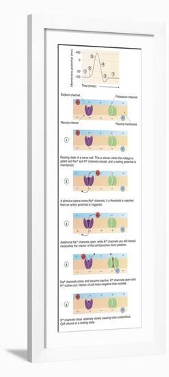 Illustration of Action Potential of a Nerve Cell-null-Framed Art Print