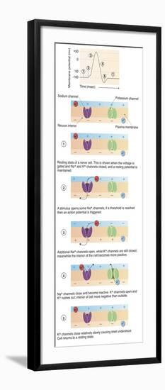 Illustration of Action Potential of a Nerve Cell-null-Framed Art Print