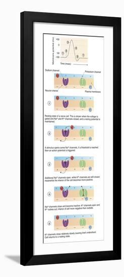 Illustration of Action Potential of a Nerve Cell-null-Framed Art Print