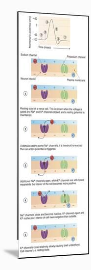 Illustration of Action Potential of a Nerve Cell-null-Mounted Art Print