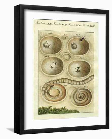 Illustration of an Ant Lion Catching it's Prey, 1790-Jacob Xavier Schmuzer-Framed Giclee Print