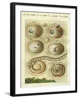 Illustration of an Ant Lion Catching it's Prey, 1790-Jacob Xavier Schmuzer-Framed Giclee Print