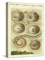 Illustration of an Ant Lion Catching it's Prey, 1790-Jacob Xavier Schmuzer-Stretched Canvas