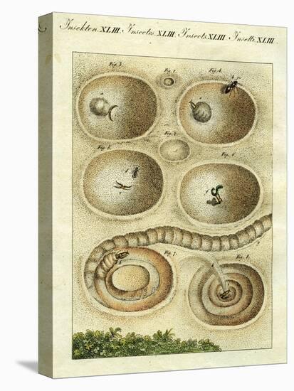 Illustration of an Ant Lion Catching it's Prey, 1790-Jacob Xavier Schmuzer-Stretched Canvas