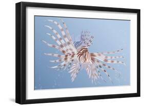 Illustration of an Exotic Lion Fish Swimming Underwater-Milovelen-Framed Art Print