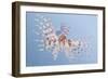 Illustration of an Exotic Lion Fish Swimming Underwater-Milovelen-Framed Premium Giclee Print