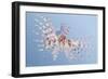 Illustration of an Exotic Lion Fish Swimming Underwater-Milovelen-Framed Premium Giclee Print