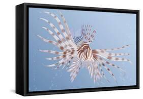 Illustration of an Exotic Lion Fish Swimming Underwater-Milovelen-Framed Stretched Canvas