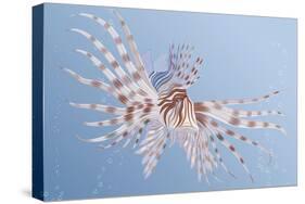 Illustration of an Exotic Lion Fish Swimming Underwater-Milovelen-Stretched Canvas