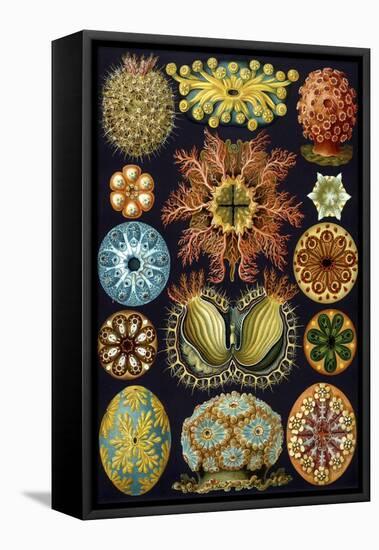 Illustration of Ascidiacea by Ernst Haeckel-null-Framed Stretched Canvas