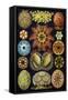 Illustration of Ascidiacea by Ernst Haeckel-null-Framed Stretched Canvas