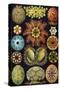 Illustration of Ascidiacea by Ernst Haeckel-null-Stretched Canvas